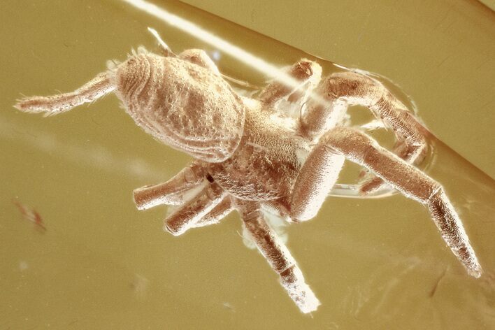 Detailed Fossil Spider (Araneae) In Baltic Amber #325447